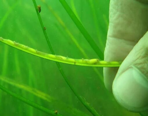海草からパン？海の中で穀物を栽培することは、海面上昇に対する洗練された解決策になるかもしれない。