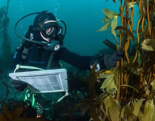 海藻の養殖場から炭素クレジットを発行できるのだろうか？