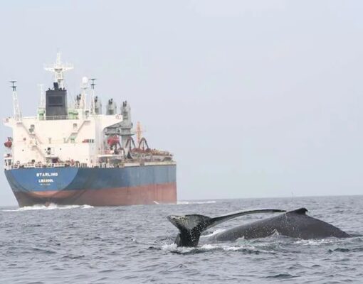 船舶交通量の増加でクジラが命を落としている。科学者たちにより速度制限や一時停止の標識が役に立つ場所が明らかに