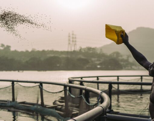 24420381409_02f48b4d15_k