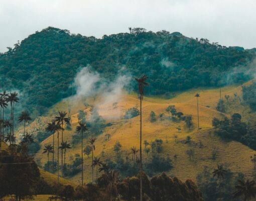 fernanda-fierro-XV4XUU7gWlk-unsplash