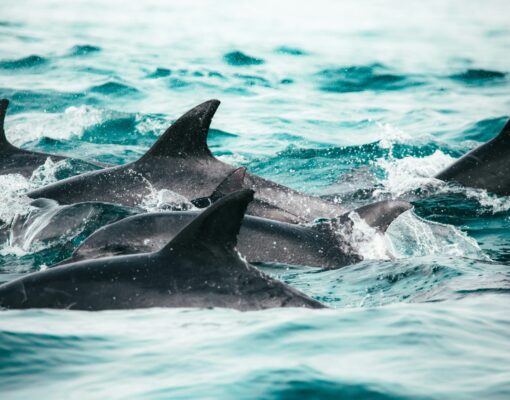 redcharlie-ybmLeNwgvAo-unsplash_ocean_dolphin_marine